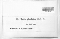 Exidia glandulosa image